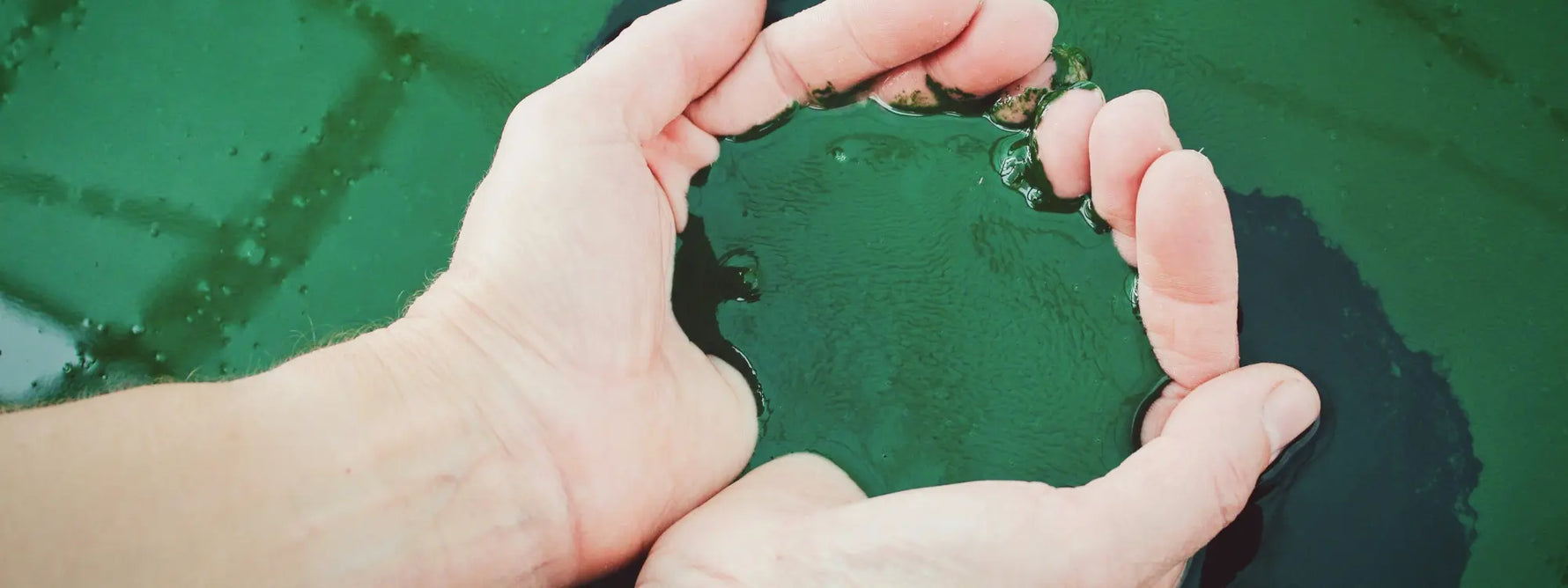 Spiruline : Bienfaits, vertus et conseils pour booster sa vitalité naturellement