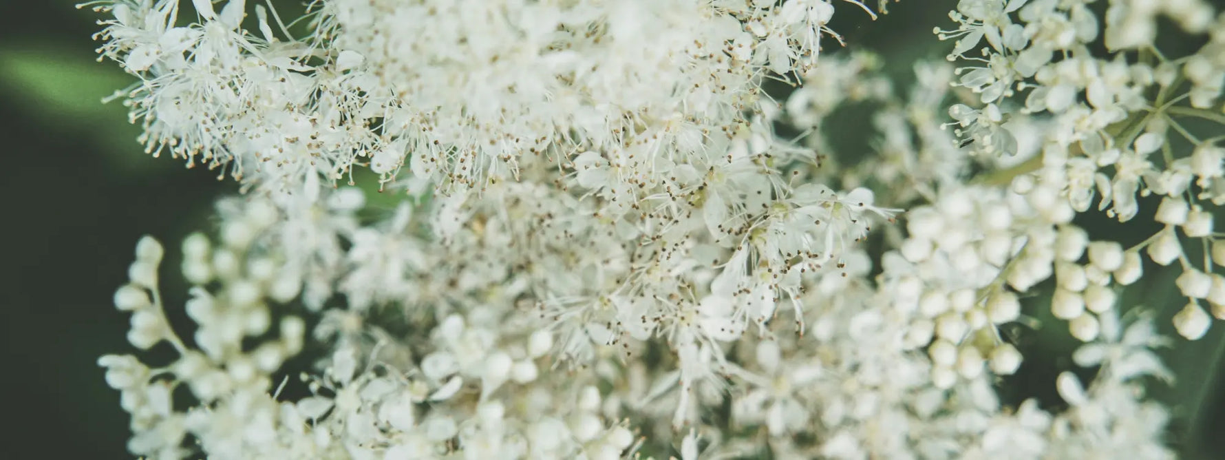 Tisane de reine des prés : bienfaits, préparation et contre-indications