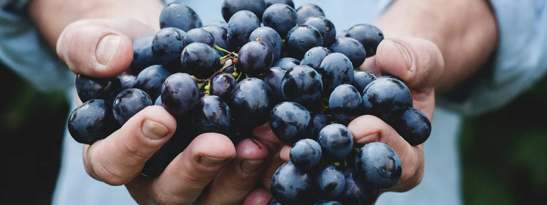 Les bienfaits de la tisane de vigne rouge