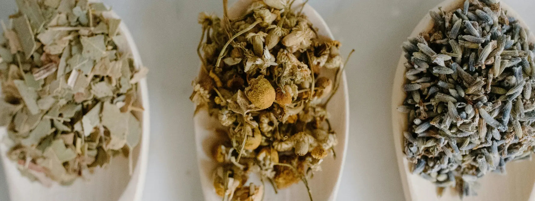 Quelles plantes en tisane pour mieux dormir ? 11 infusions efficaces contre l’insomnie