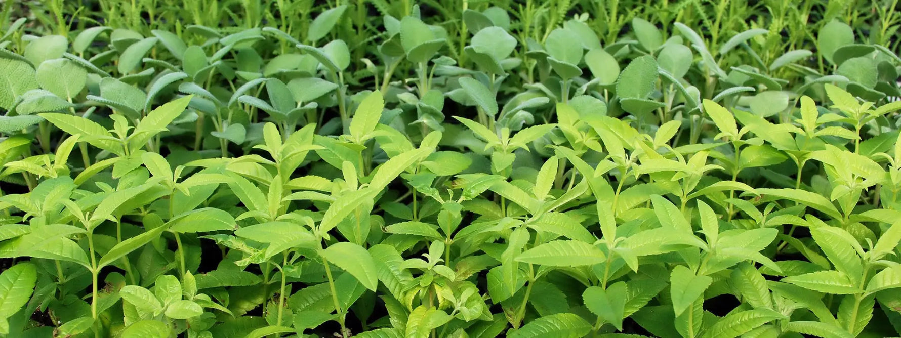 Les bienfaits de la tisane de verveine : digestion, sommeil et plus encore