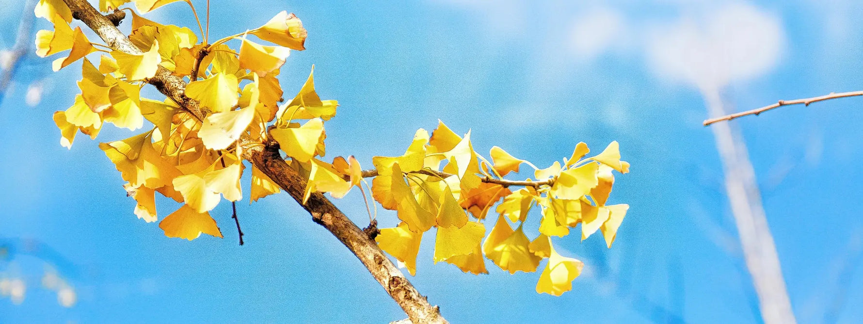Ginkgo biloba : bienfaits, effets et conseils pour bien l’infuser