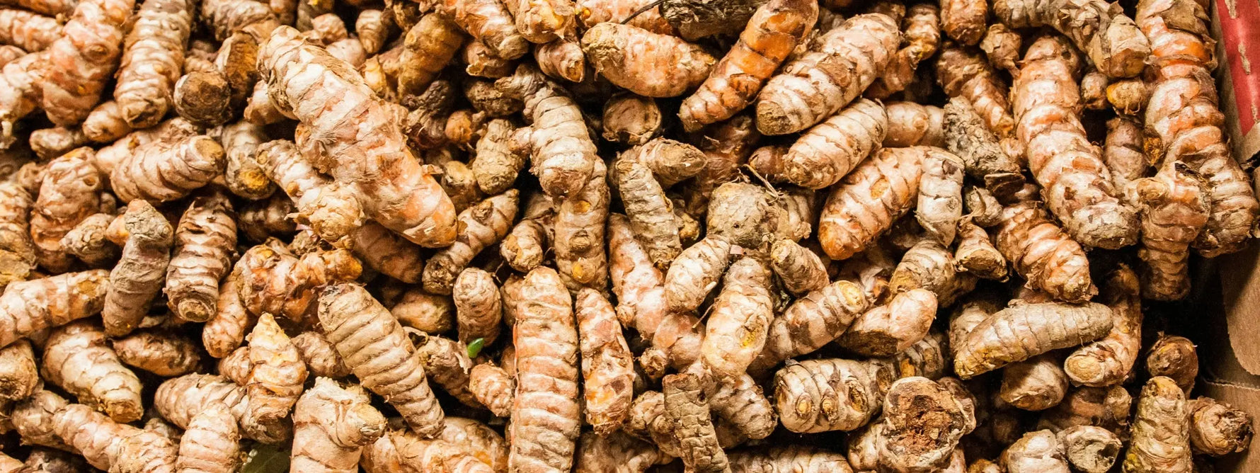 Curcuma : bienfaits, utilisation en tisane, précautions et efficacité santé