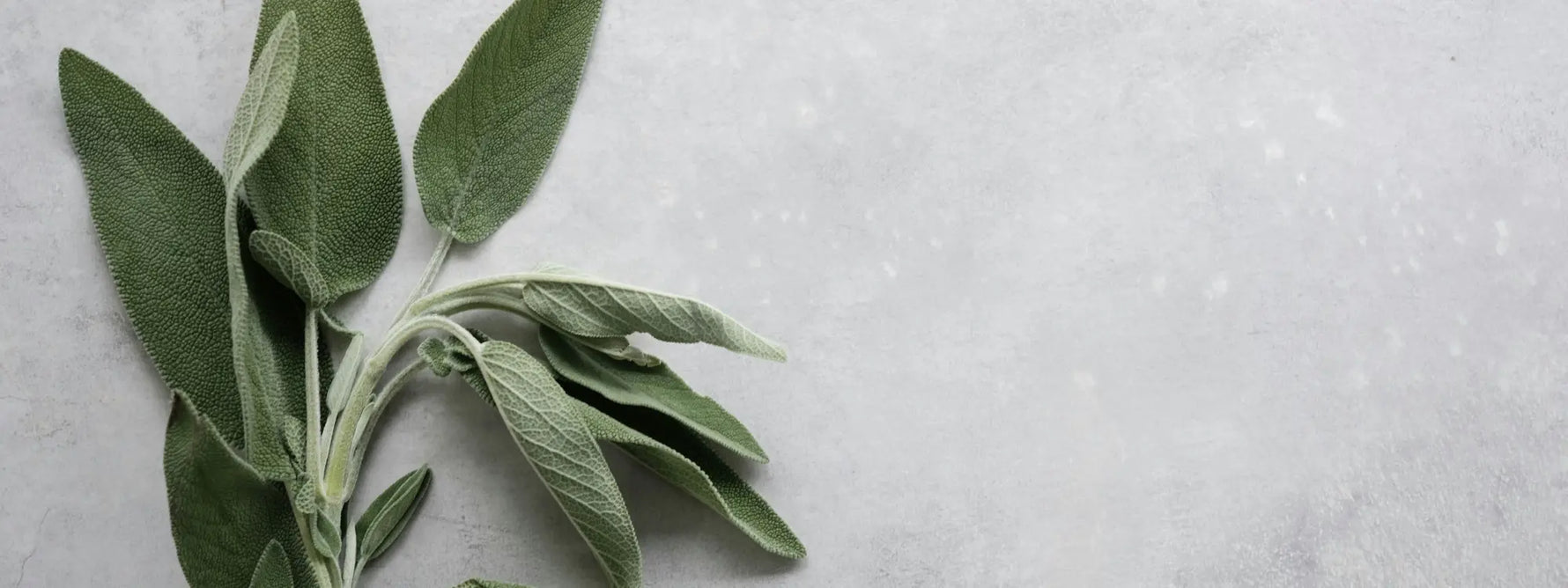 Quels sont les bienfaits de la tisane de sauge ?