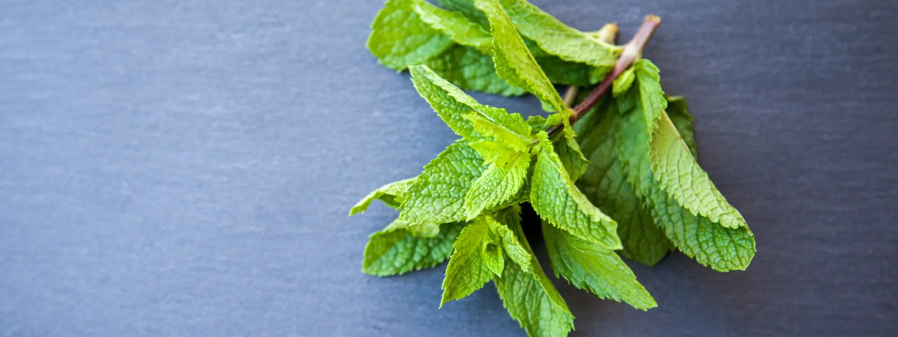 Les 6 bienfaits de la tisane de menthe
