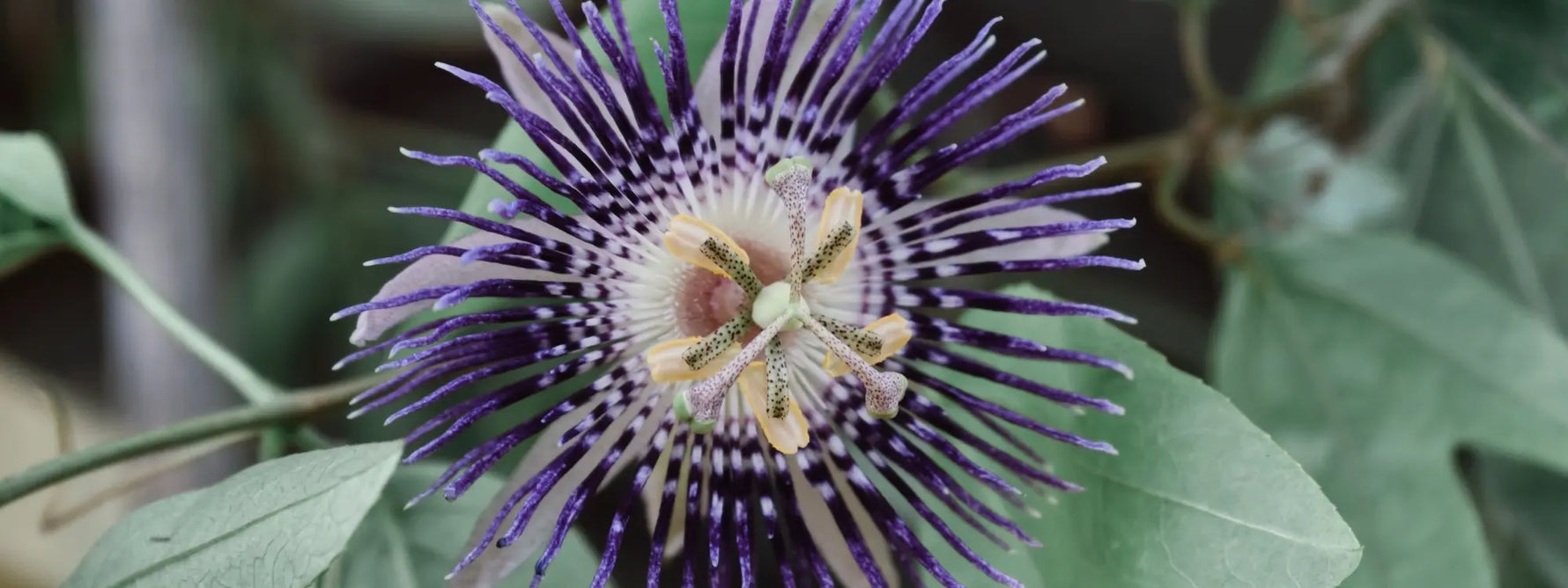Passiflore en tisane : bienfaits sur le sommeil, l'anxiété et la relaxation