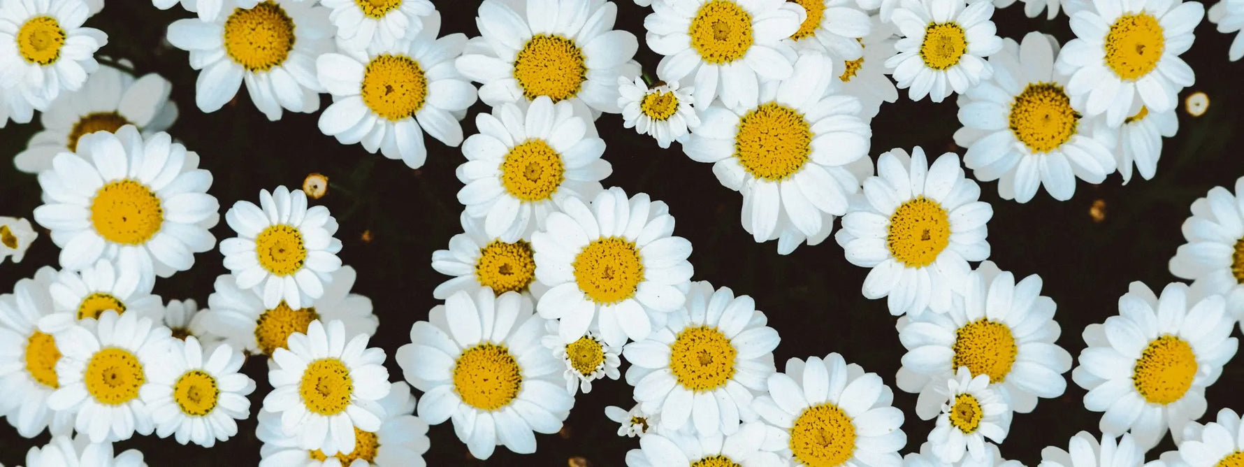Tisane de camomille : tous les bienfaits