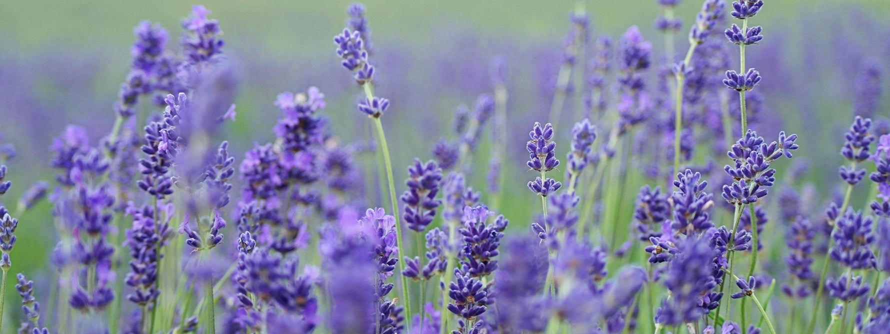 Les bienfaits de la lavande en tisane