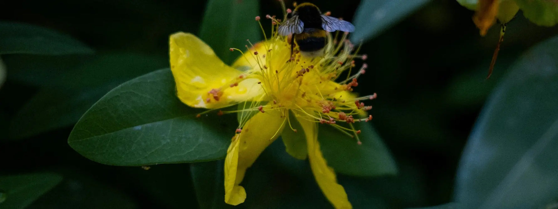 Millepertuis : la tisane naturelle contre le stress et l’anxiété