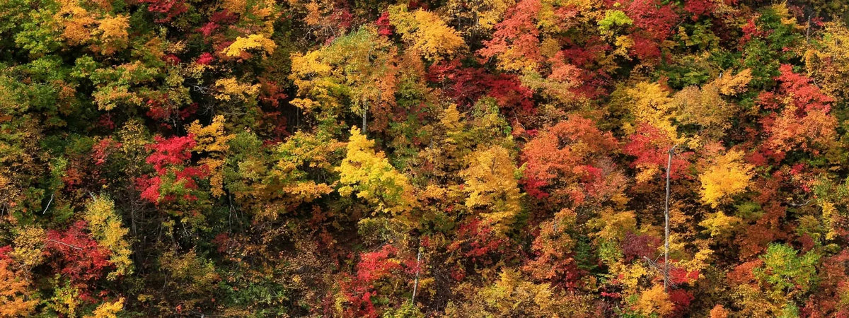 Bien entrer dans l’automne : conseils de naturopathie, immunité et boissons réconfortantes