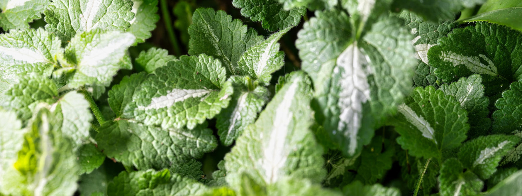 Tisane de mélisse : bienfaits, effets secondaires et conseils de préparation