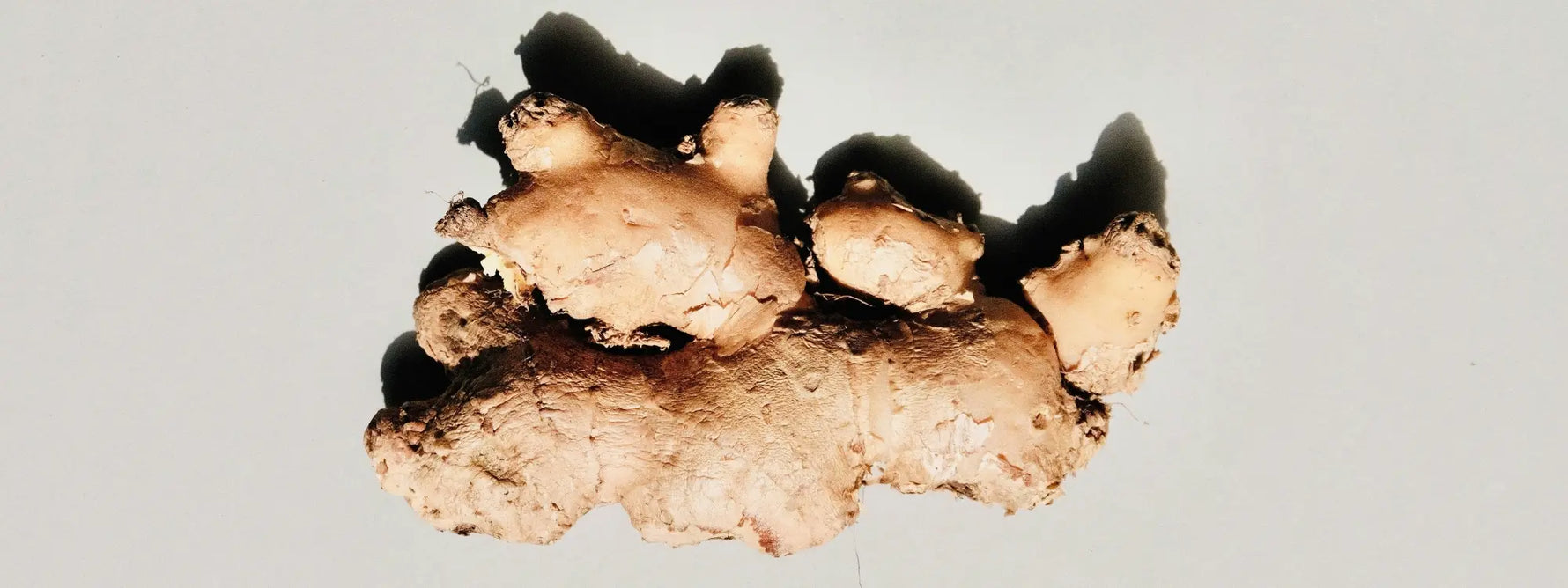 Les bienfaits et vertus du gingembre