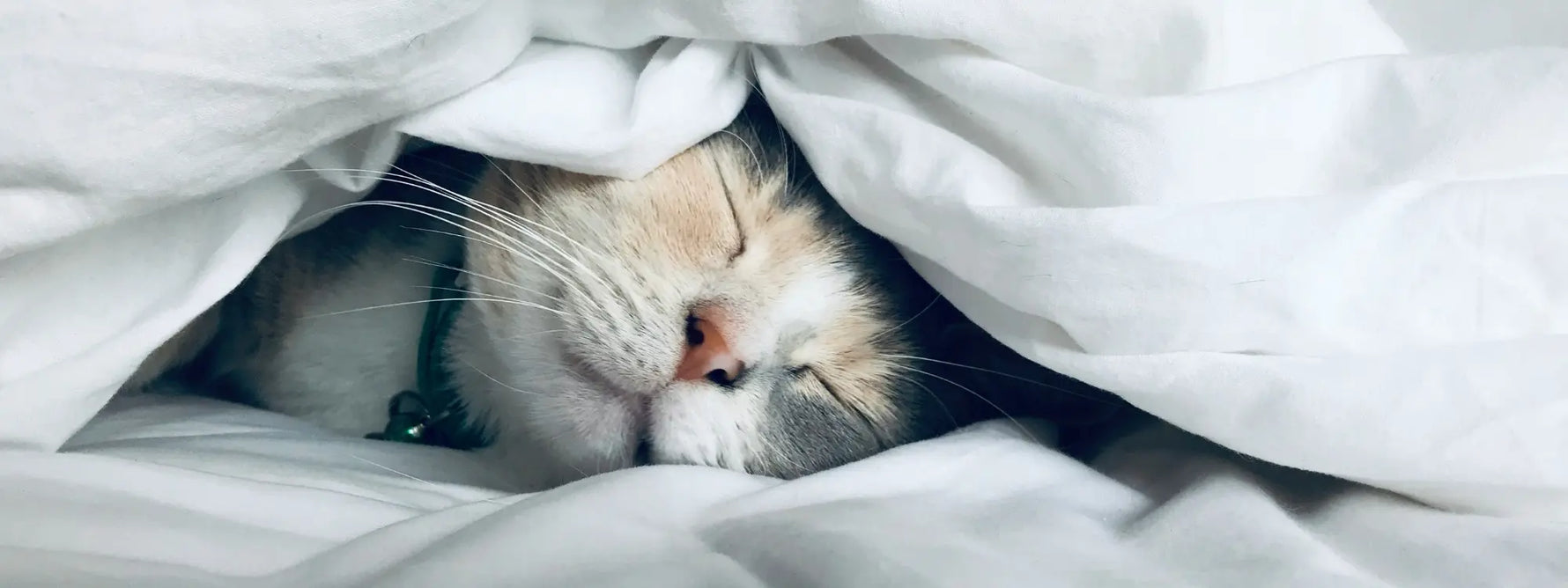 Comment mieux dormir naturellement : 10 conseils efficaces et plantes pour un sommeil réparateur
