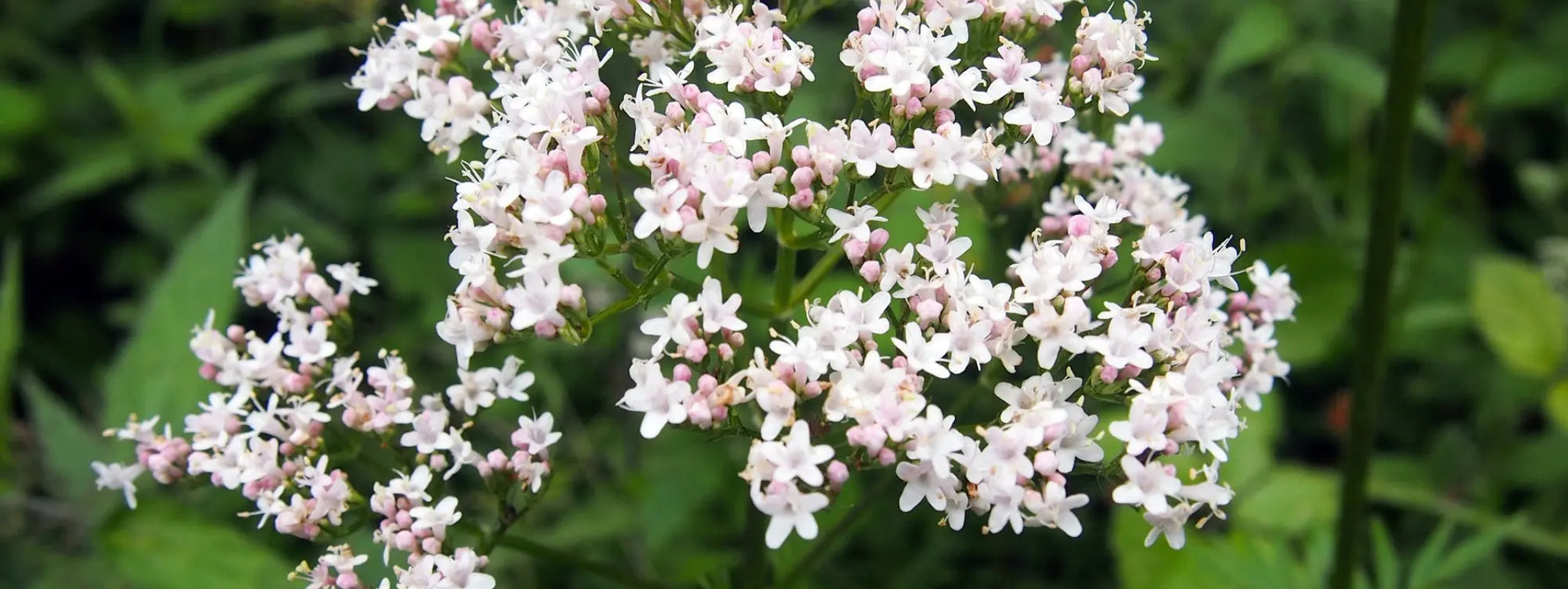 Tisane de valériane : bienfaits sur le sommeil, le stress et la relaxation