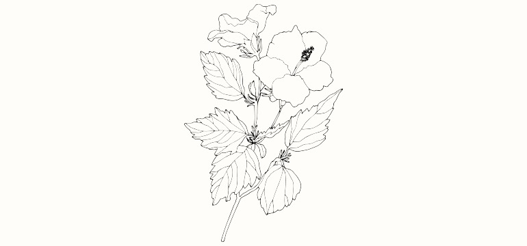 vertus infusion hibiscus